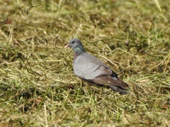 Columba oenas