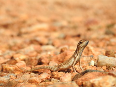 Sitana ponticeriana
