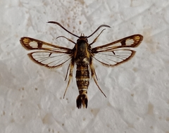 Chamaesphecia bibioniformis