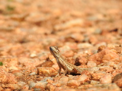Sitana ponticeriana
