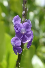 Stachytarpheta urticifolia