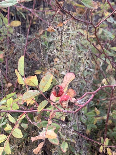 iNaturalist observation photo of California Wild Rose