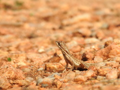 Sitana ponticeriana