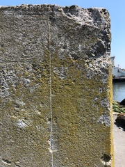 Flavoplaca flavocitrina