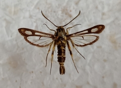 Chamaesphecia bibioniformis