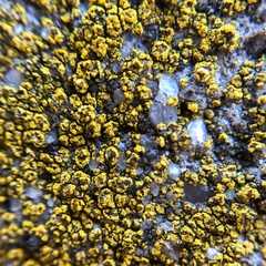 Flavoplaca flavocitrina