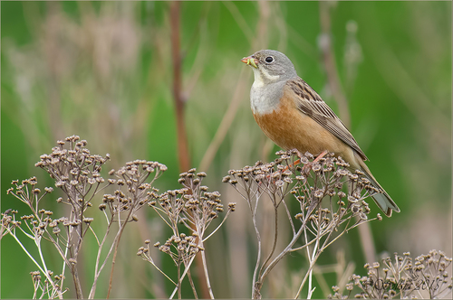 Ortolan Bunting