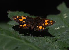 Metisella midas