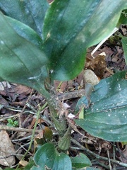 Erythrodes