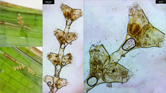 Sertularia perpusilla