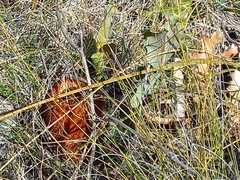 Banksia gardneri