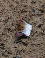 Odontoptilum helias