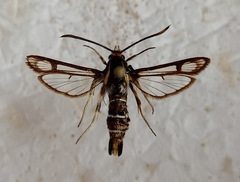 Chamaesphecia bibioniformis