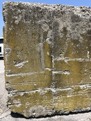 Flavoplaca flavocitrina