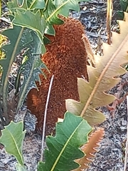 Banksia gardneri