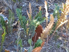 Banksia gardneri
