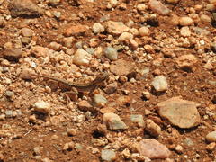 Sitana ponticeriana