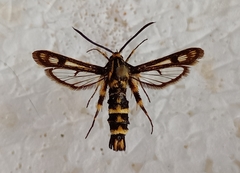 Chamaesphecia bibioniformis
