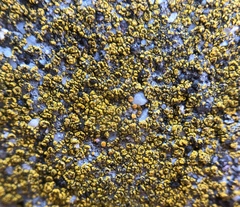 Flavoplaca flavocitrina