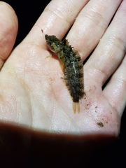 Paraclinus integripinnis