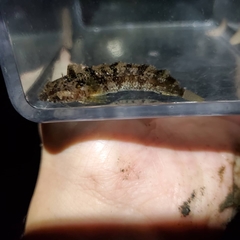 Paraclinus integripinnis