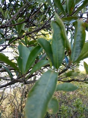 Garcinia multiflora