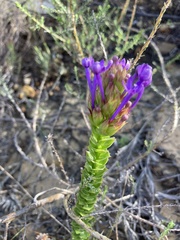 Rhigiophyllum squarrosum