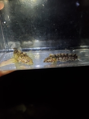 Paraclinus integripinnis