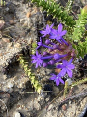 Rhigiophyllum squarrosum