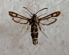 Chamaesphecia bibioniformis