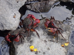 Neosarmatium meinerti