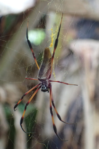 Redleg Orbweaver