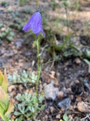 Campanula lasiocarpa