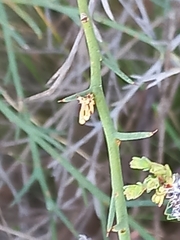Daviesia flexuosa