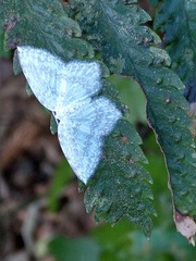 Leucodrepana serratilinea