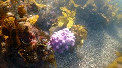 Pyura spinifera