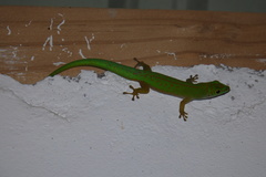 Phelsuma astriata