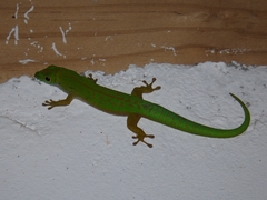 Phelsuma astriata