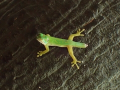 Phelsuma astriata
