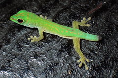 Phelsuma astriata
