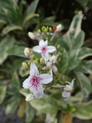 Pseuderanthemum maculatum