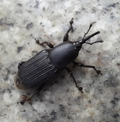 Odoiporus longicollis