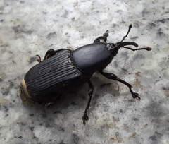 Odoiporus longicollis