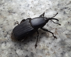 Odoiporus longicollis