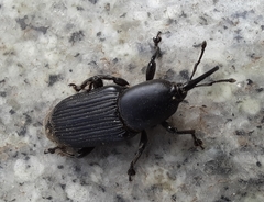 Odoiporus longicollis