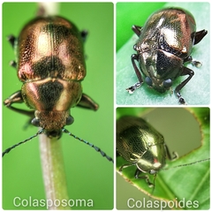 Colasposoma