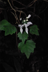 Plectranthus saccatus image