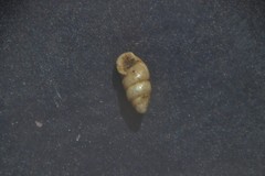 Carychium tridentatum
