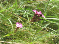 Dianthus membranaceus