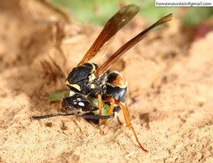 Pseudepipona valentinae